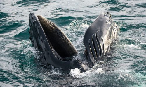 walvissen